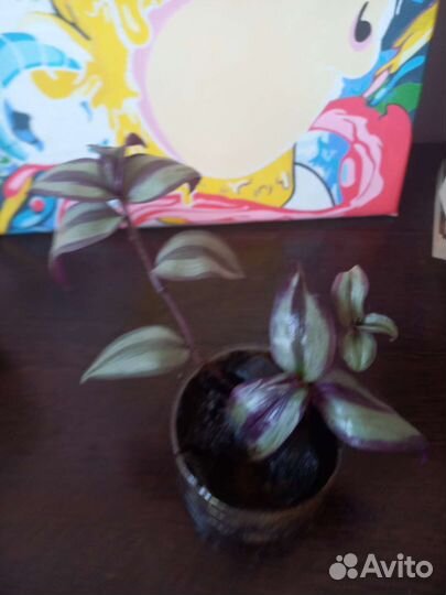 Гиппиаструм