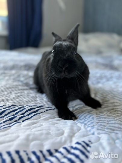 Карликовый кролик