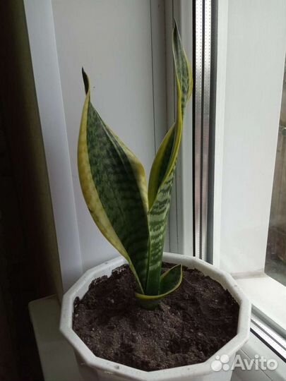 Сансевиерия