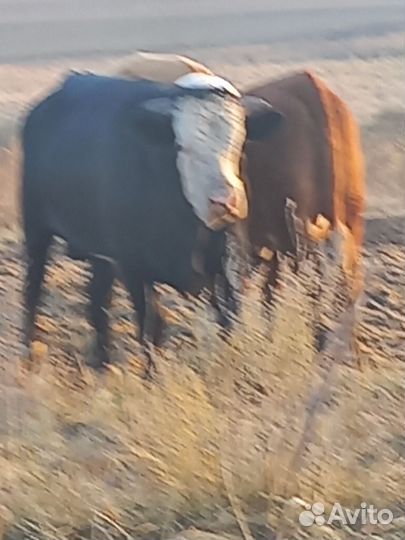 Продам Быков Каров Тёлок