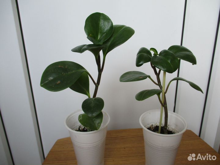 Ривина, пеперомия