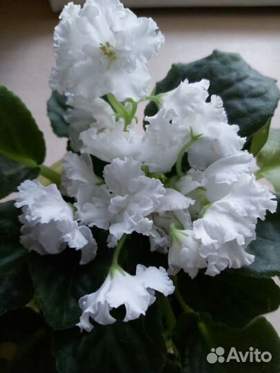 Махровая фиалка