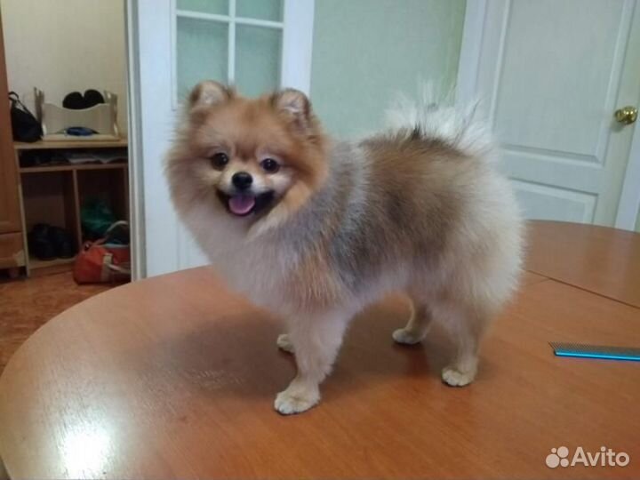 Стрижка животных