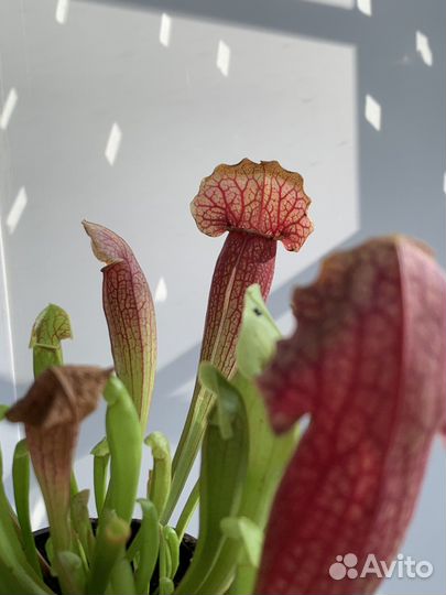 Саррацения хищное растение