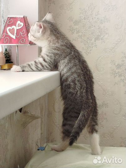 Котенок серый