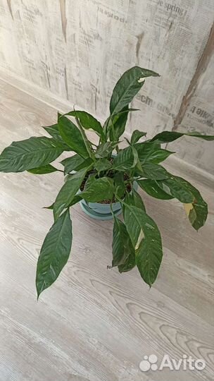 Спатифиллум домино