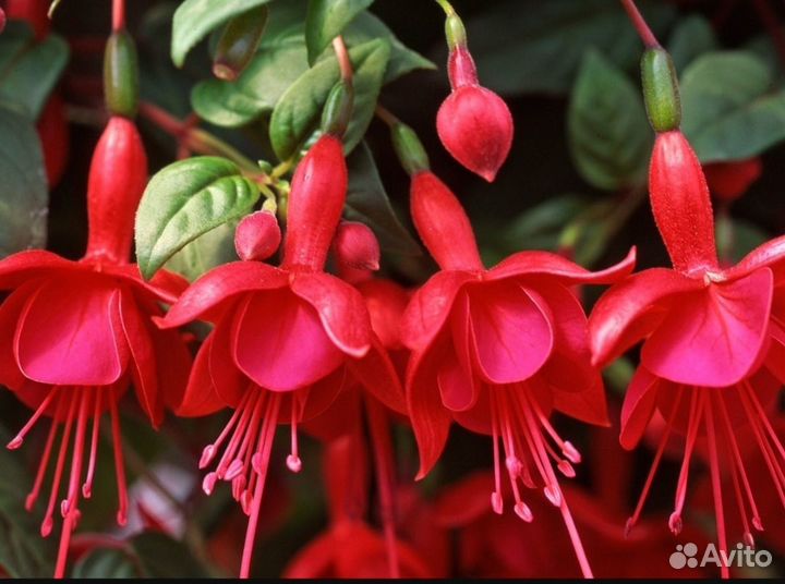 Фуксия - укоренившиеся черенки нескольких видов