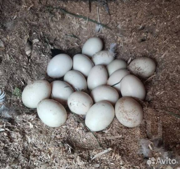 Инкубационное яйцо брама