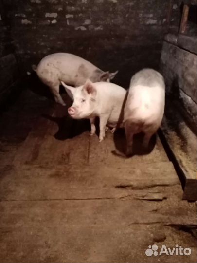 Поросенок ландрас