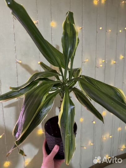 Пальма драцена