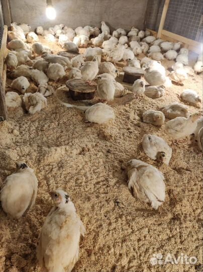 Перепелиное мясо и яйцо