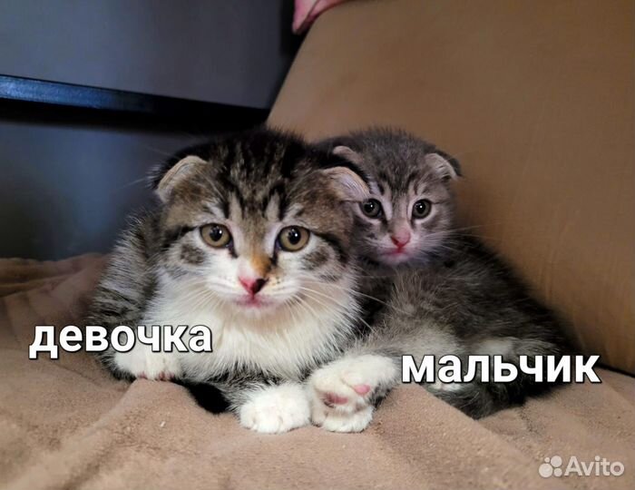 Кошка в дар