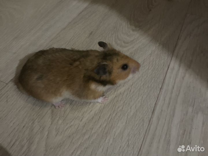 Клетка с хомяками