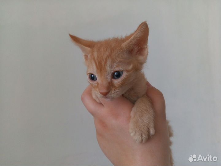 Продаются котята