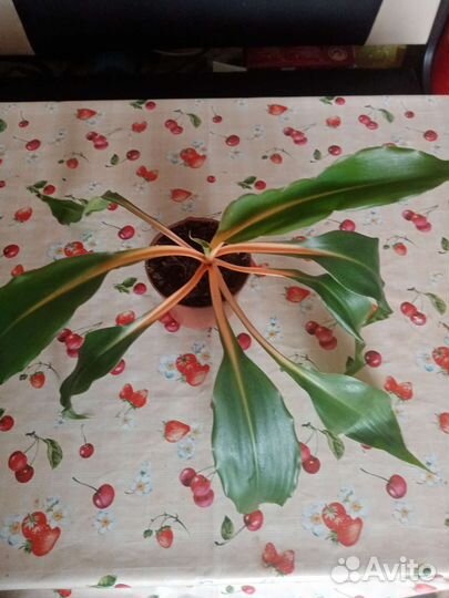 Комнатные цветы