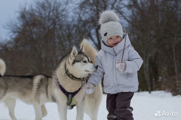 Экскурсия — Переславль-Залесский — Вгости ксибирск