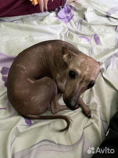 Ксолоитскуинтли (мексиканская лысая)