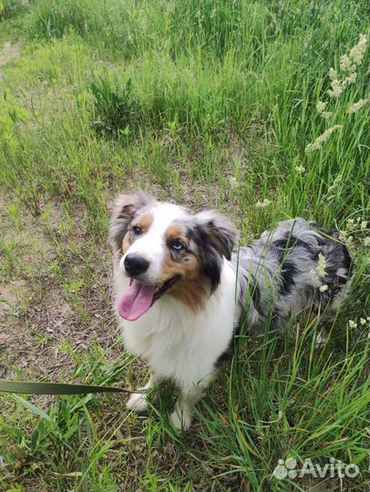 Щенки аусси