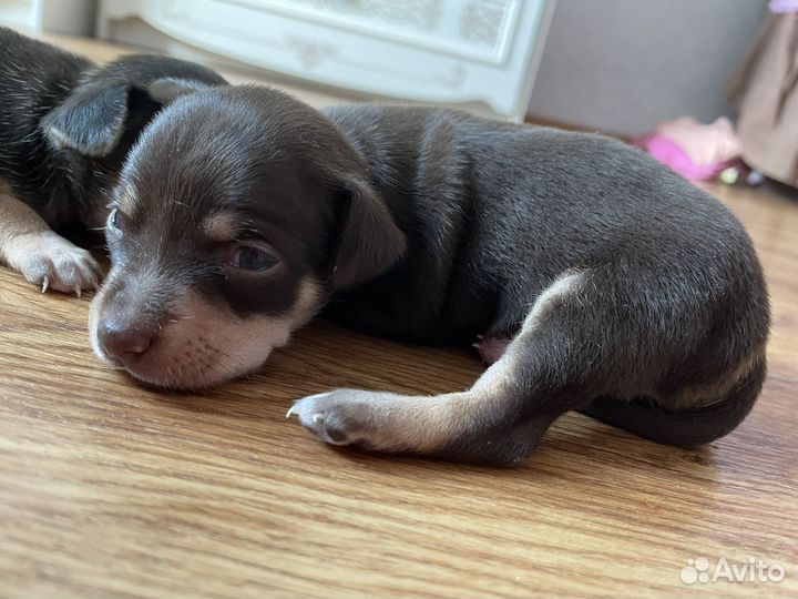 Той-терьер девочки