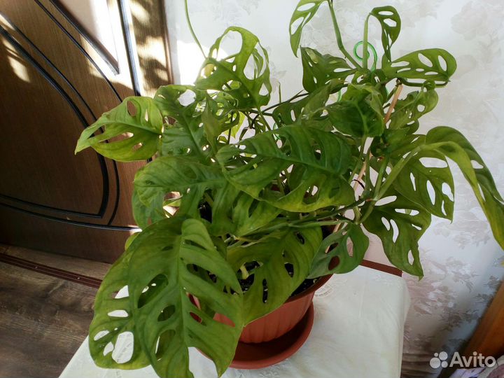 Комнатные цветы