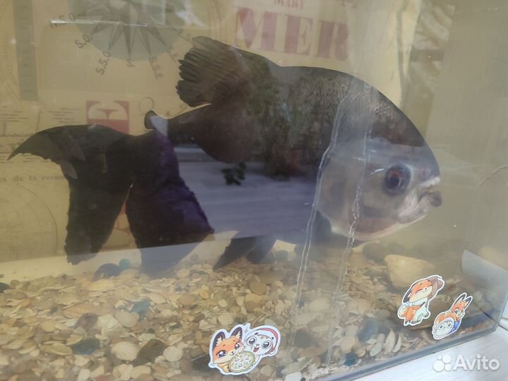 Пиранья Чёрная Паку