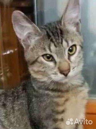 Кошки в добрые руки