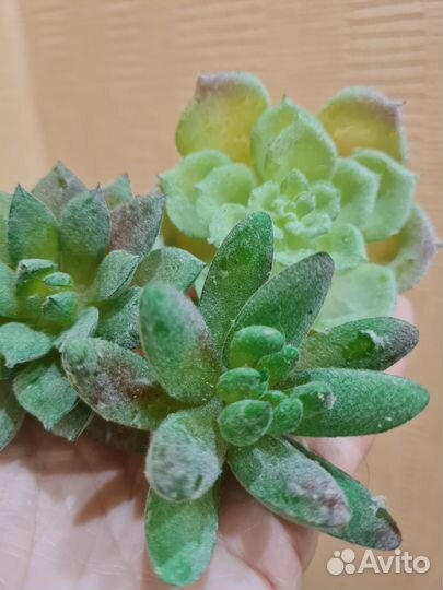 Искусственные суккуленты+эко-мох стабилизиров