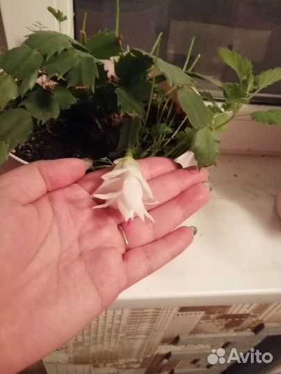 Шлюмбергера