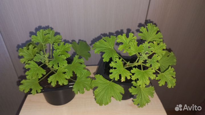 Пеларгония герань душистая