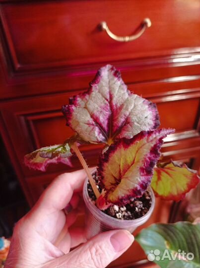 Бегония декоративно лиственная