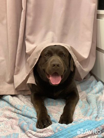 Вязка лабрадор