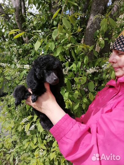 Той пудель детки