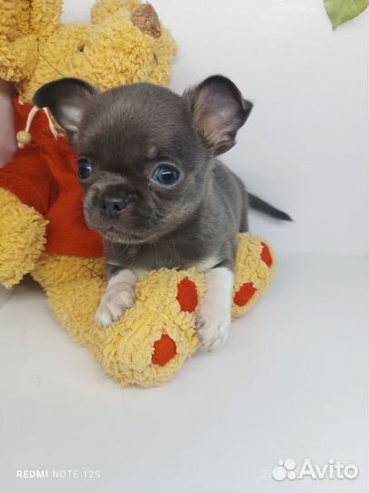 Малыш Тимоша