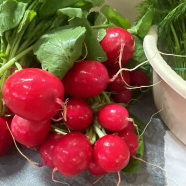 Свежая редиска
