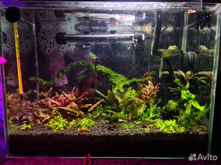 Установка пресноводных аквариумов, обслуживание