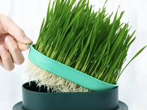 Лоток для выращивания травы для кошек микрозелени