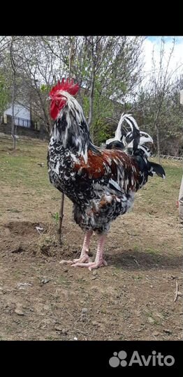 Инкубационное яйцо