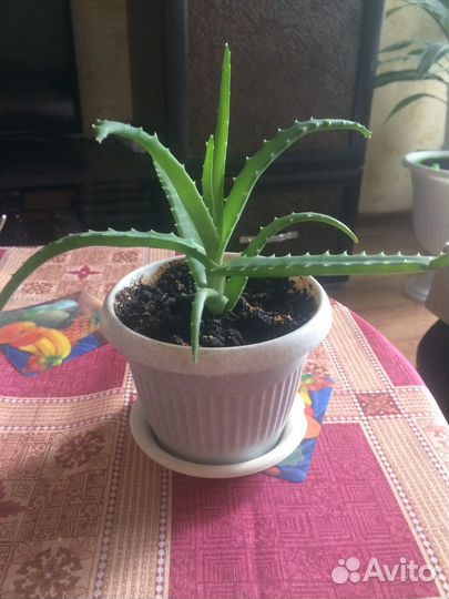 Алое столетник