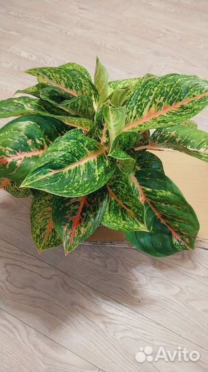 Аглаонема боксинг