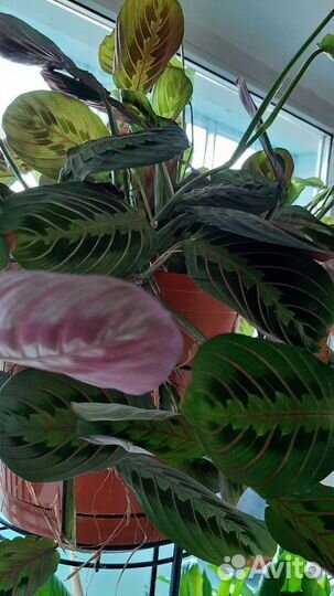 Маранта триколор