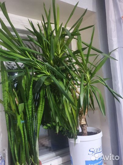 Пальма юкка