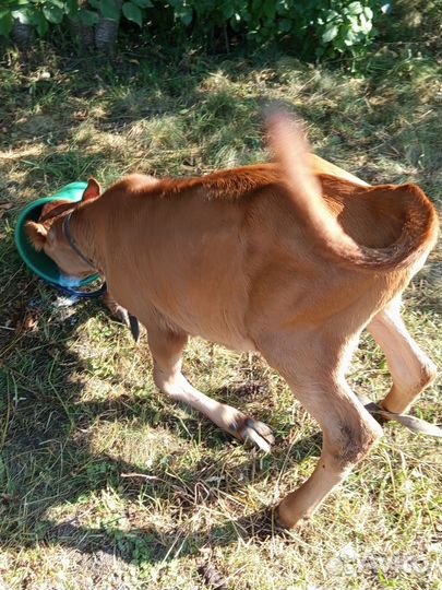 Животные коровы