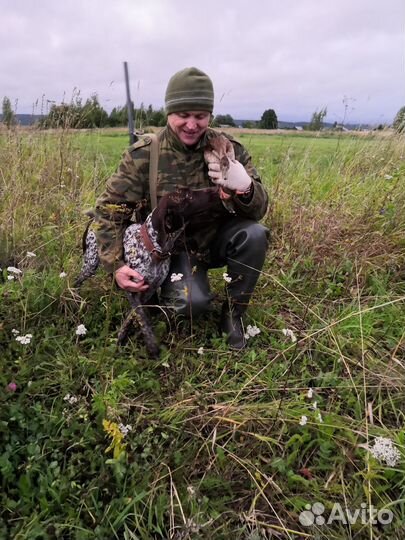 Щенки курцхаара