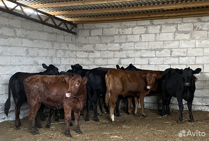 Продаются телки
