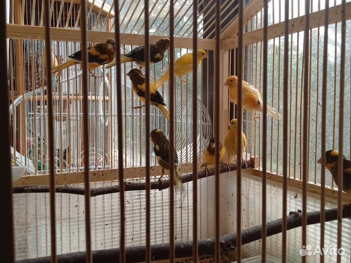 Молодые кенары