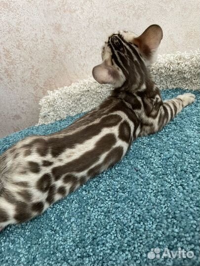 Бенгальский мальчик