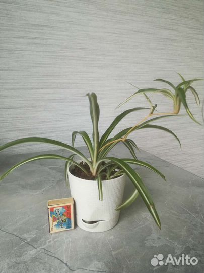 Хлорофитум кудрявый