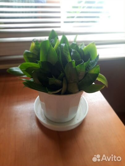 Сансевиерия