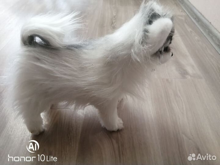 Реалистичные игрушки Шпиц и рысь