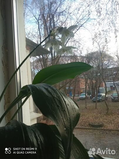 Цветëт в настоящее время